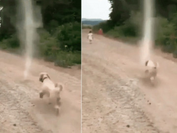 Así fue la reacción de un perro al encontrarse con un remolino