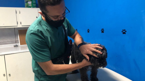 Exhortan a denunciar maltrato animal en Nuevo Laredo