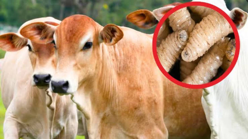 EU amenaza con restringir importaciones de ganado mexicano por gusano barrenador