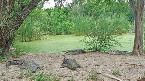 Fortalece Tamaulipas capacitación para manejo de cocodrilos
