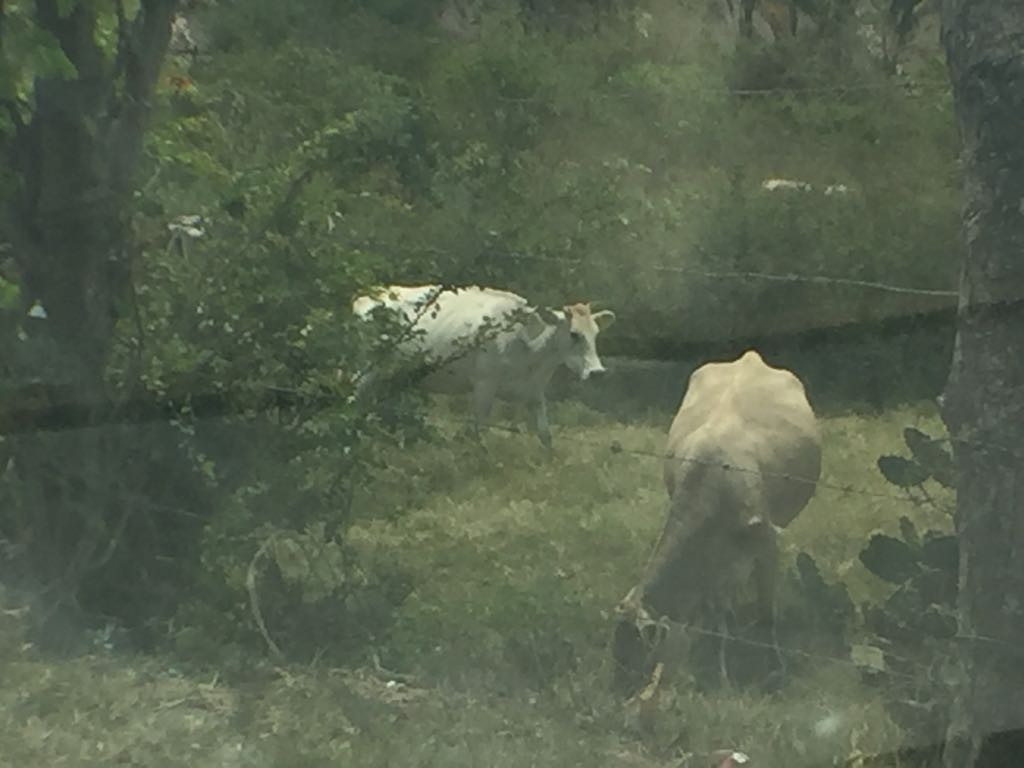Sequía empieza a afectar a ganaderos de la zona sur de Tamaulipas