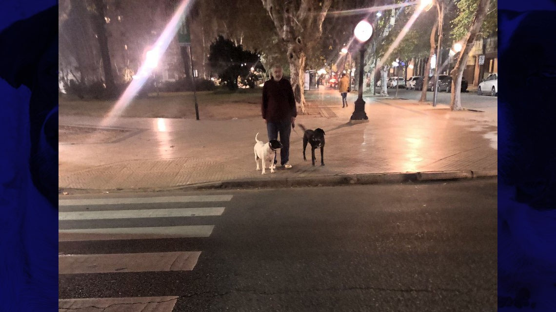 El "perro vaca" que engañó a una ciudad entera