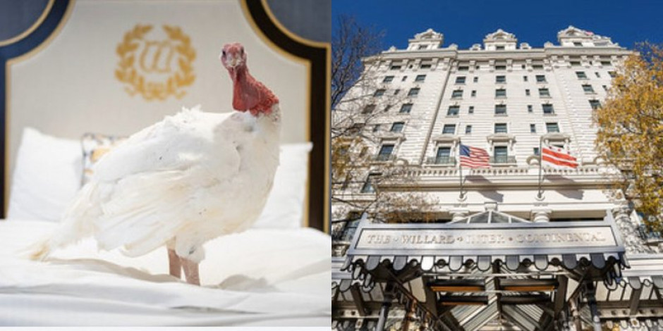 Trump otorgará el indulto a pavos por día de Acción de Gracias