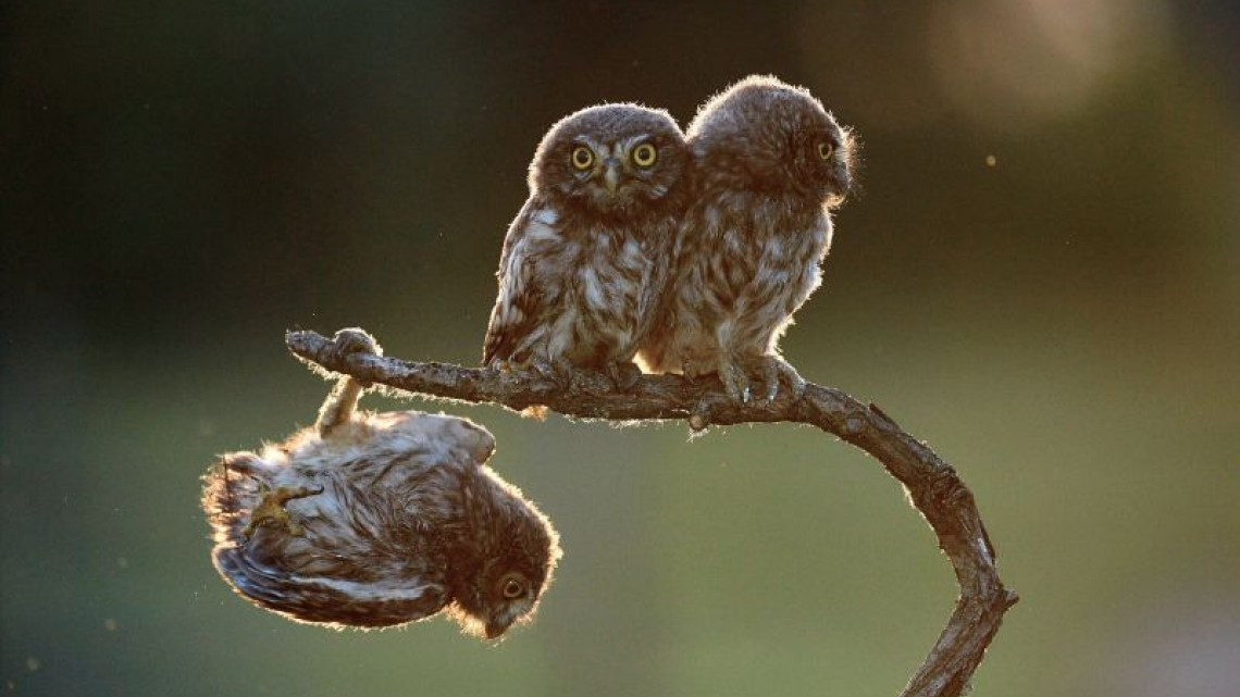 Las 10 fotos graciosas de animales