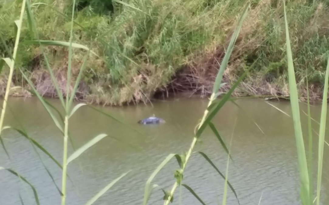 Patrulla Fronteriza rescata cuerpo de ahogado en el río Bravo