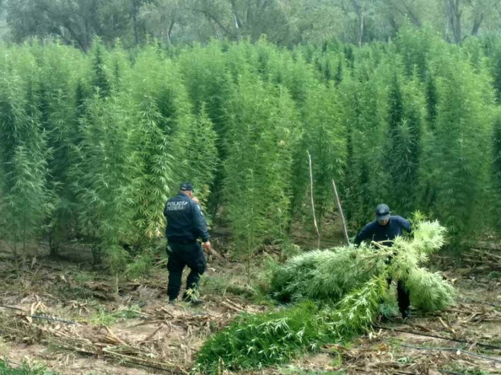 Decomisan 320 toneladas de mariguana en Sonora