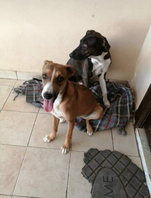 Apoyarán a refugios de animales a través de  "Croquetón 2019"