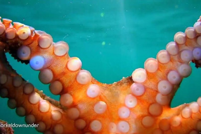 Submarinista captura el momento en que un pulpo se queda atascado en la cúpula de su cámara