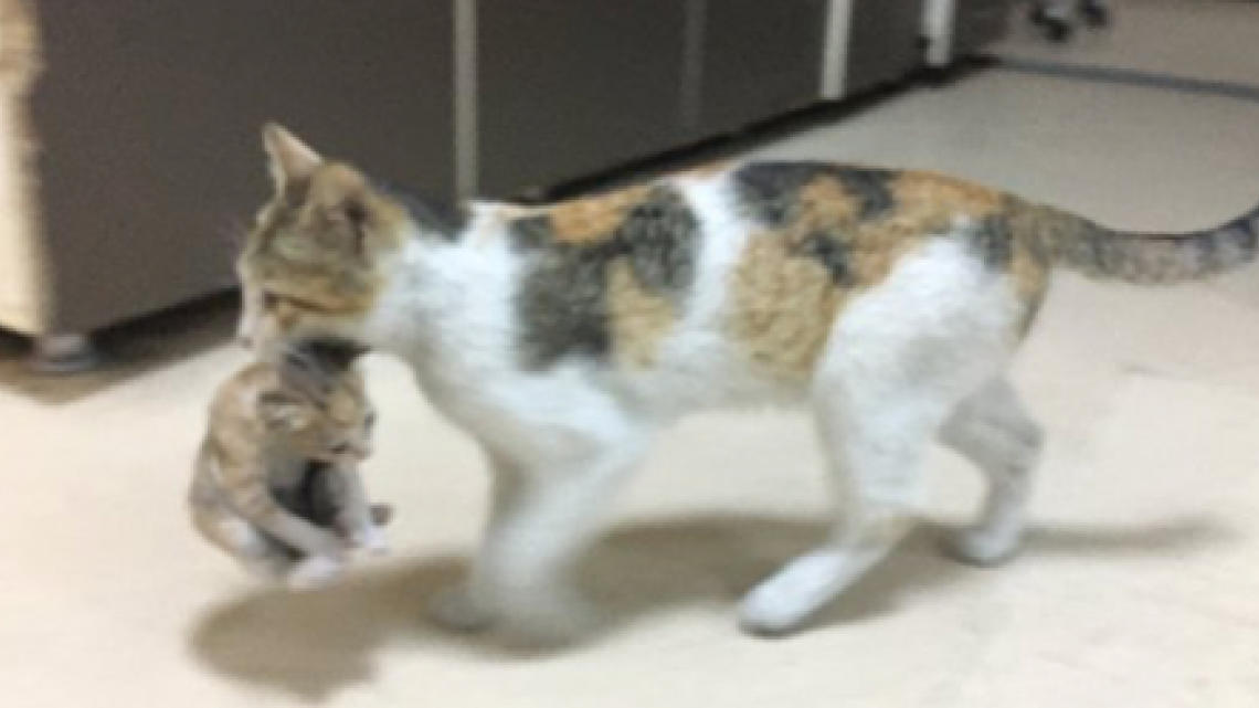 Gatita lleva a su cría enferma al hospital