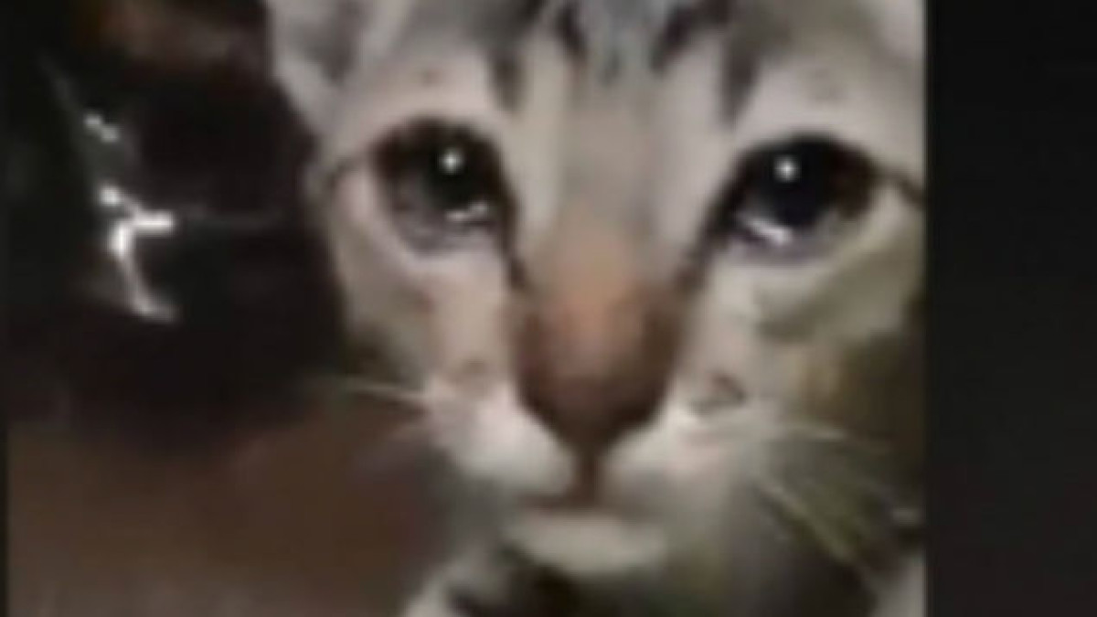 Y así luce un gato agradecido al darle comida