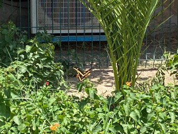 Contribuyen para la migración de mariposas