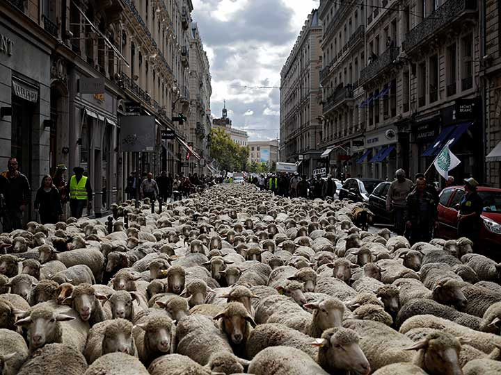 Ovejas invaden las calles de Lyon