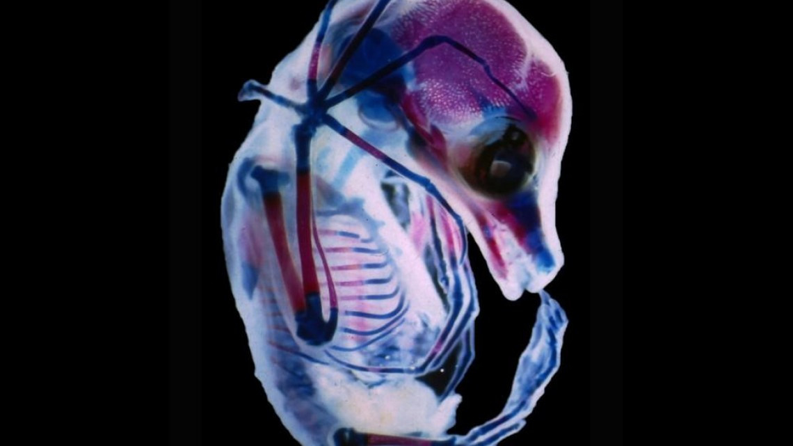 Estas microscópicas imágenes te sorprenderán