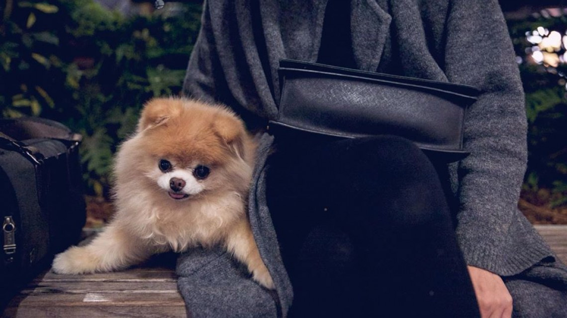 Adiós hermoso Boo, muere el perro más lindo del mundo