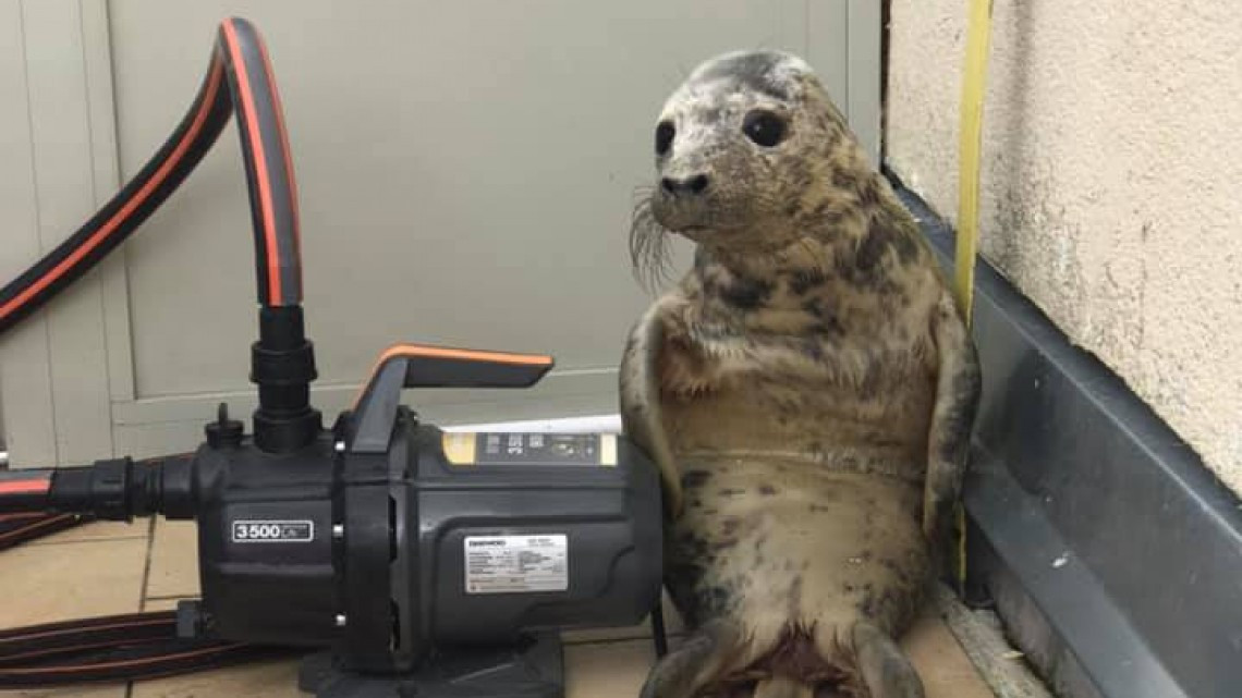 ¡Adorable! El intento escape de una cria de foca 
