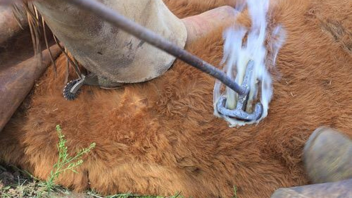 Invitan a cumplir con el trámite de revalidación del  Registro de Fierro para herrar ganado