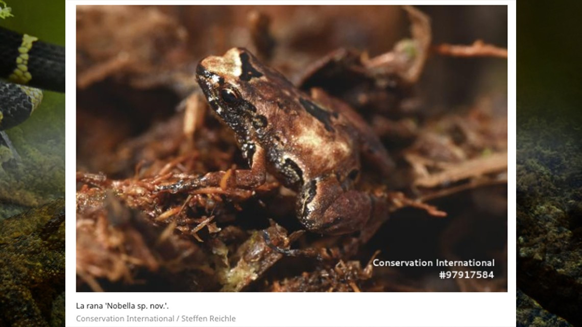 Descubren 20 nuevas especies en selvas de Bolivia