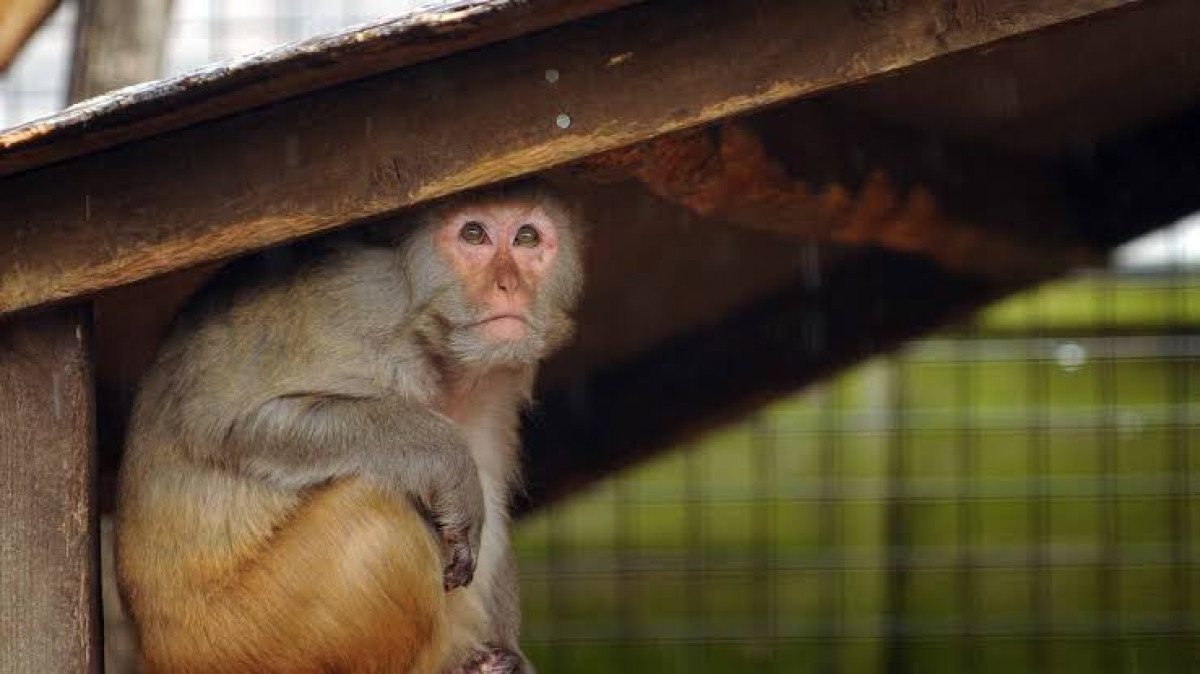 Se escapan 43 monos de un laboratorio médico en Carolina del Sur