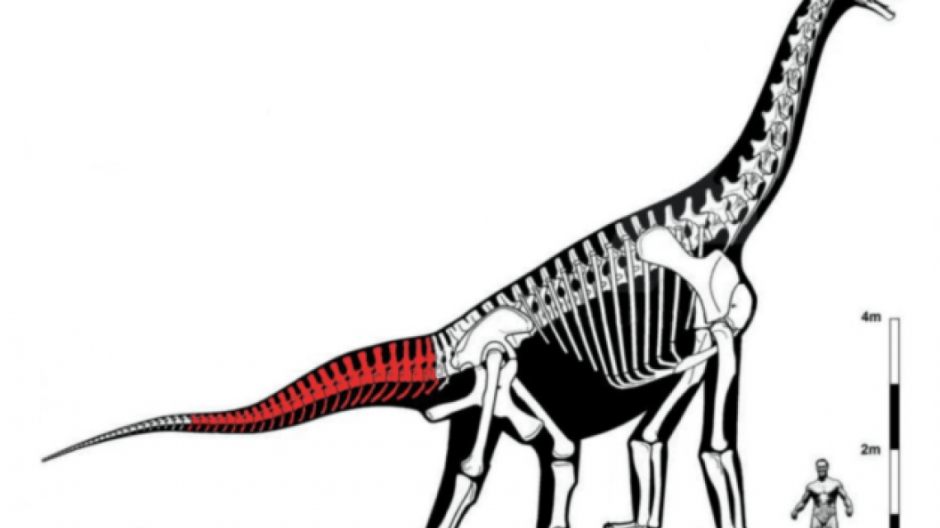 Cola de dinosaurio será subastada en apoyo de escuelas afectadas por sismo