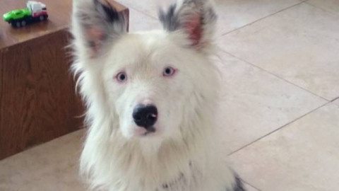 Votante adopta a perrito luego de seguirlo todo el día