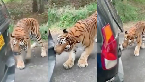 Tigre de Bengala intenta destrozar un vehículo en India