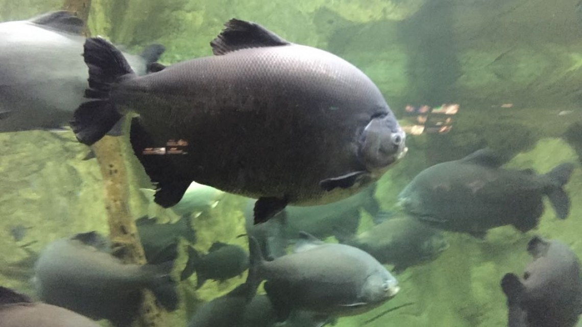 Es necesario ampliar los atractivos turísticos para atraer más visitantes al sur de Tamaulipas: Sector hotelero.