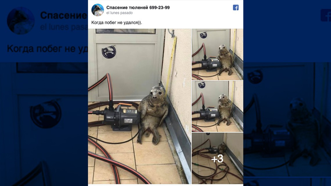 ¡Adorable! El intento escape de una cria de foca 