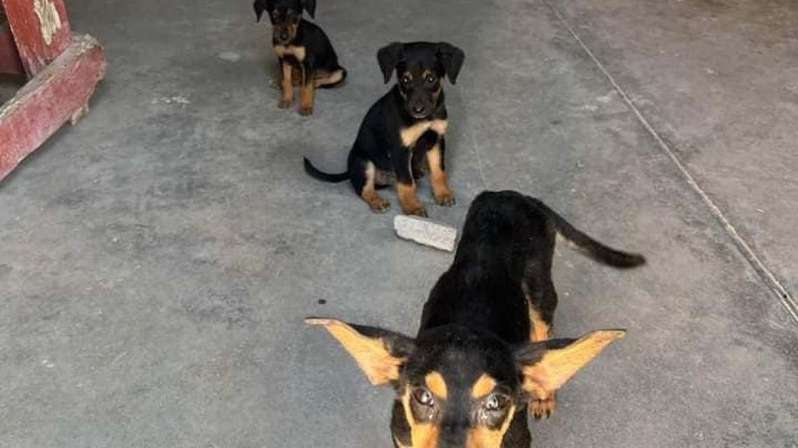 Protección Animal busca fomentar la adopción 