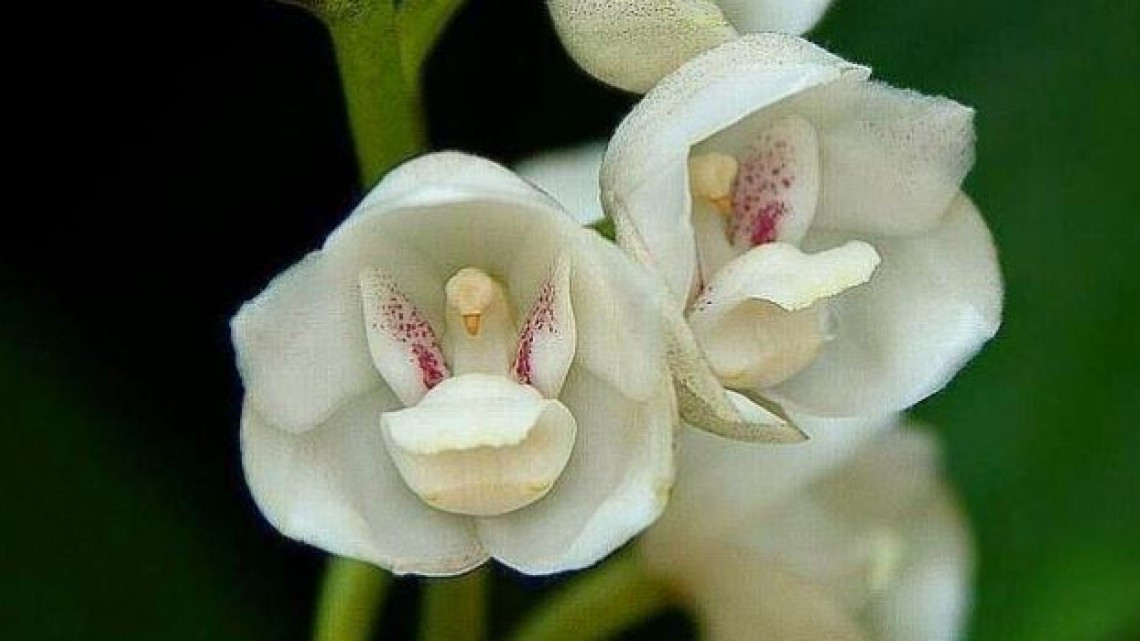 Las plantas más curiosas de la naturaleza