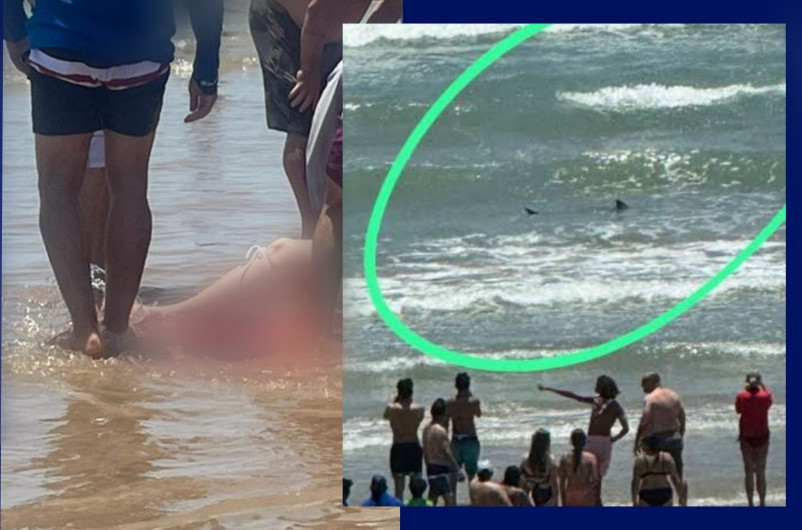 Reportan ataque de tiburón en Isla del Padre