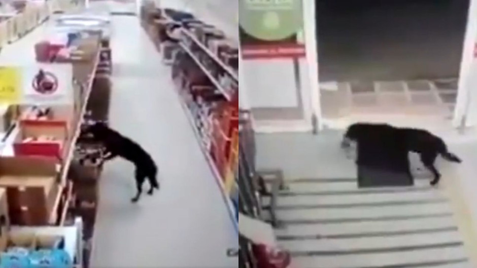 Perrito roba comida de una tienda y sanitiza sus patitas al salir