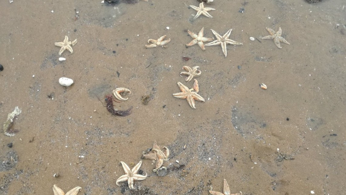 Aparecen miles de estrellas de mar muertas en Inglaterra