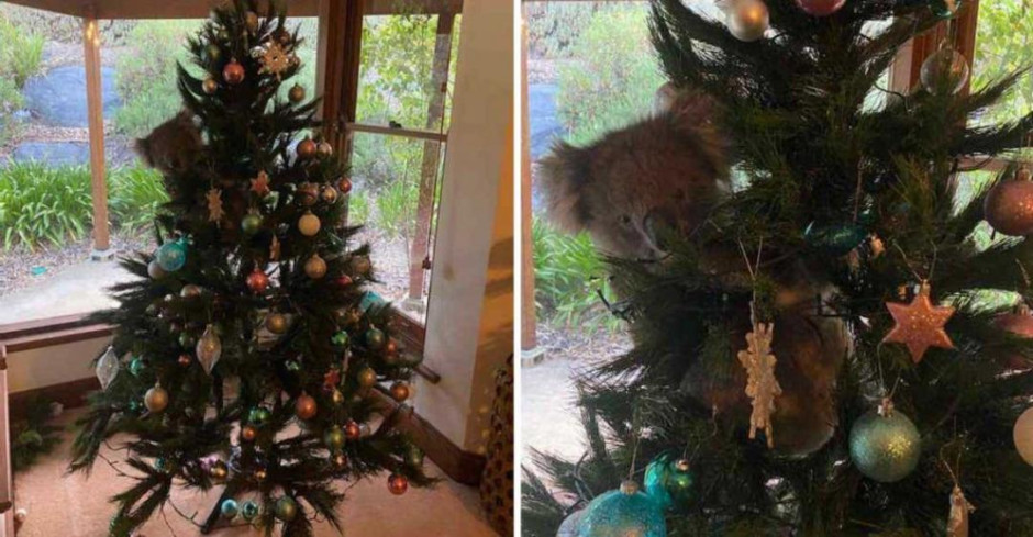 Mujer australiana encuentra un koala en su árbol de Navidad