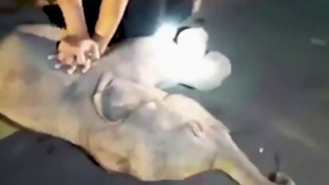 Elefante bebé es reanimado con RCP tras ser atropellado por una moto en Tailandia