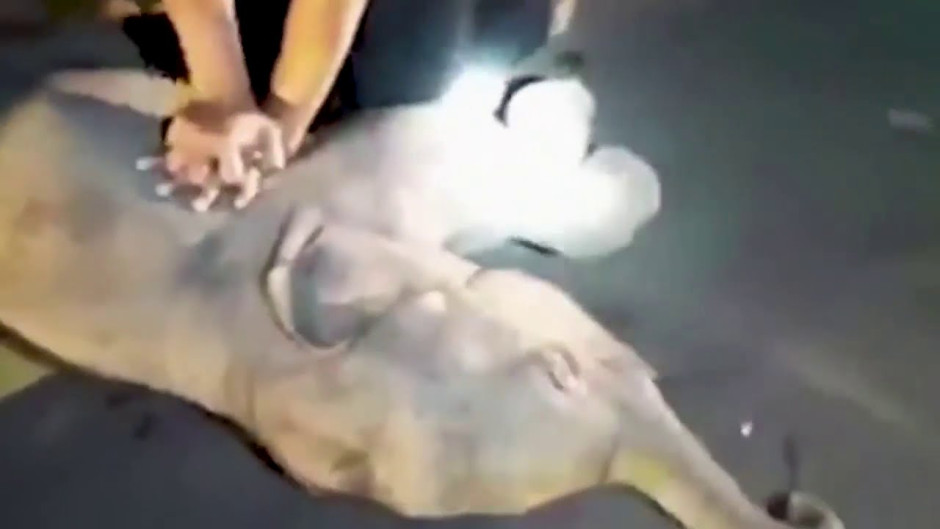 Elefante bebé es reanimado con RCP tras ser atropellado por una moto en Tailandia