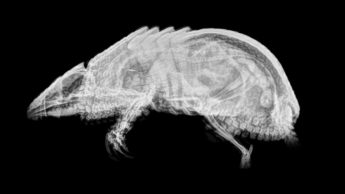 Estas radiografías te dejarán helado