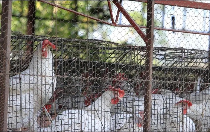 Se han sacrificado más de 100 mil pollos por gripe aviar en Yucatán