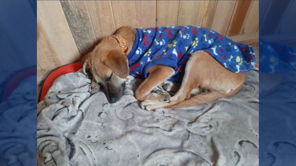 Perrito busca nuevo hogar tras fallecer su dueña por COVID-19 