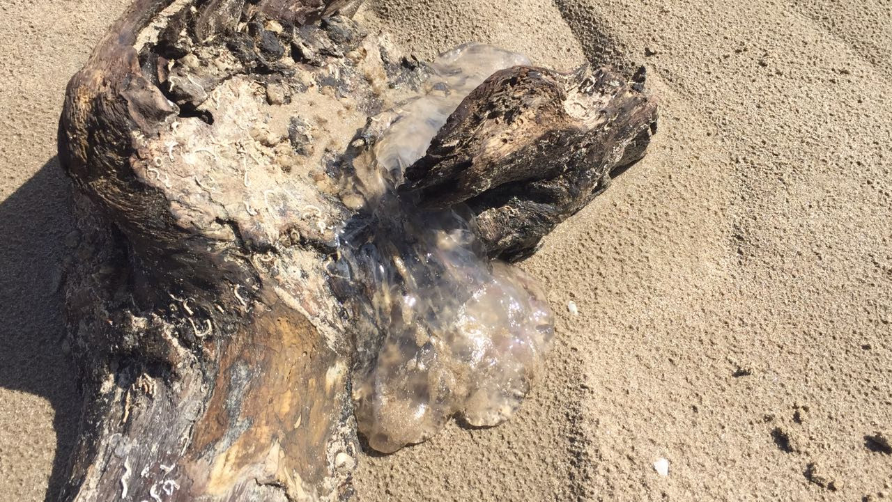 Exhortan a no bañarse en playa Miramar ante presencia de medusas