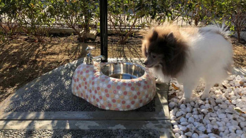 Abren baños para perros viajeros en aeropuerto de Japón