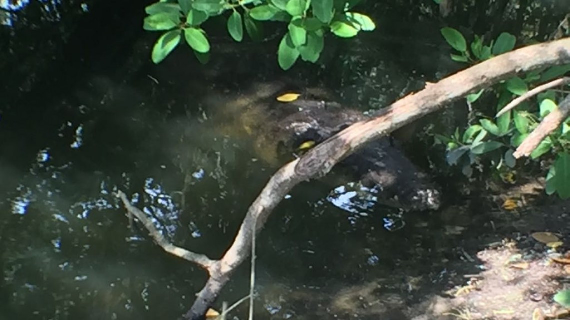 Cocodrilos, peligro constante para pescadores en lagunas 