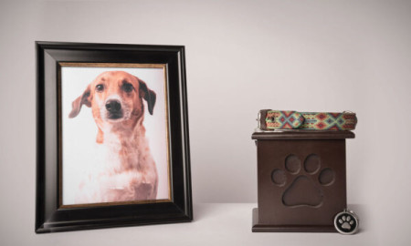 “No eran cenizas, era tierra”: familias descubren estafa por funeraria de mascotas