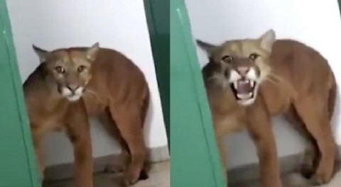 Niño encuentra un puma en el baño de una escuela de Brasil