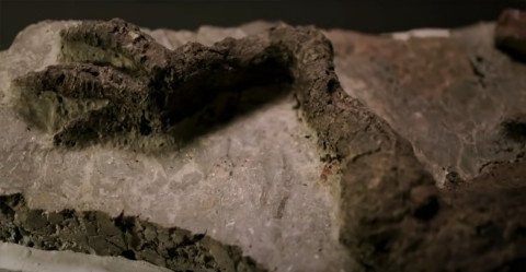 Encuentran fósil que data del día que cayó el asteroide a la Tierra