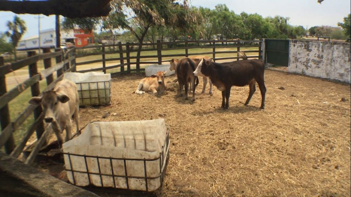 Se brinda apoyo al sector ganadero ante la temporada de estiaje