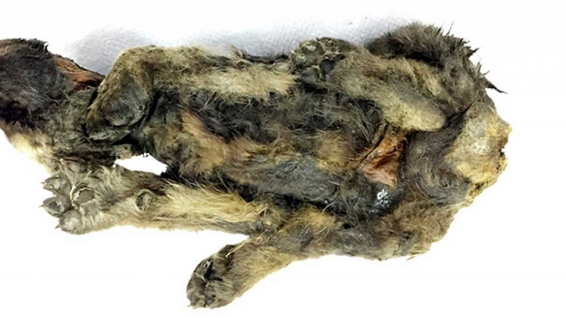 Descubren cachorro prehistórico congelado en Rusia