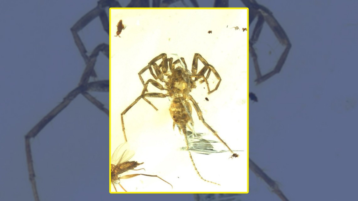  Encuentran insecto prehistórico mitad araña mitad escorpión en ámbar
