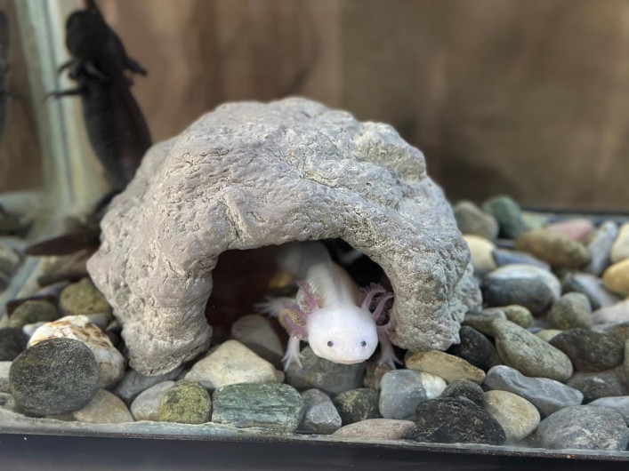 Concentra 94 especies el Zoológico Tamatán