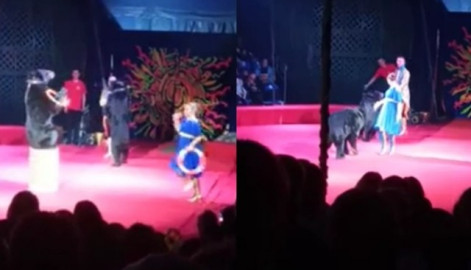 Oso ataca a domadora durante función de circo en Rusia