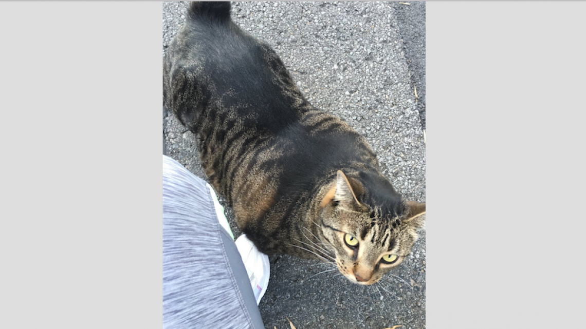 El gato musculoso que está conquistando internet 
